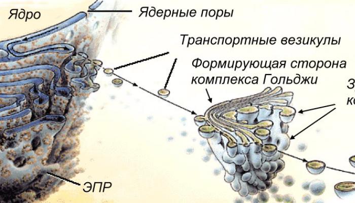 Строение и функции органоидов клетки